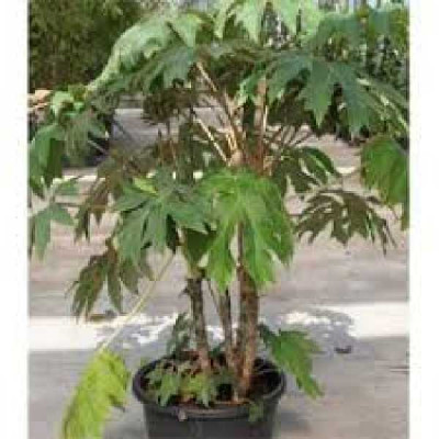 TETRAPANAX papyrifera Rex