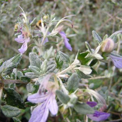 TEUCRIUM fruticans