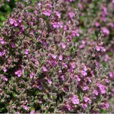 TEUCRIUM lucidrys