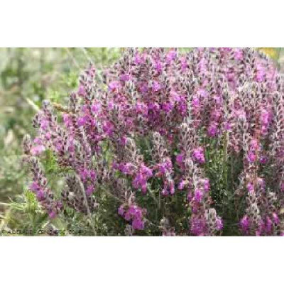 TEUCRIUM marum