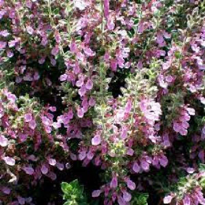 TEUCRIUM trizeus