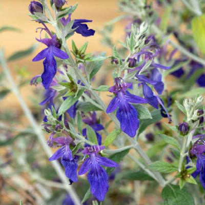 TEUCRIUM fruticans Indyho curaçao®