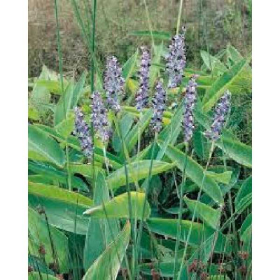 THALIA dealbata Bleu