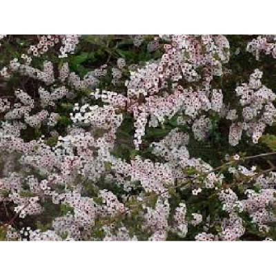 THRYPTOMENE calycina