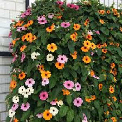 THUNBERGIA alata Mixt