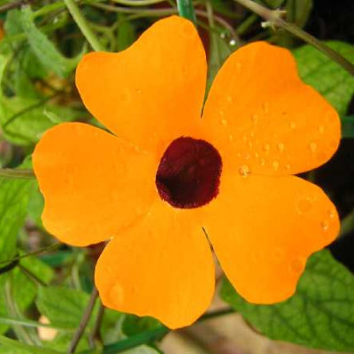 THUNBERGIA