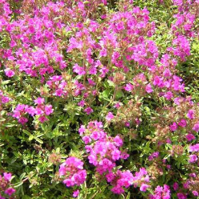 THYMUS praecox Coccineus