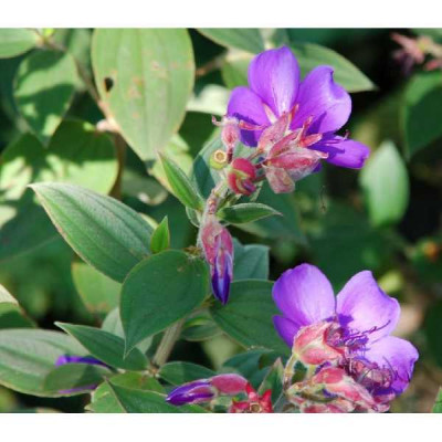 TIBOUCHINA urvilliana