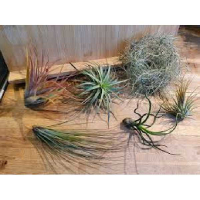 TILLANTSIA  Melange