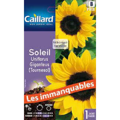 TOURNESOL (UNIFLORUS GIGANTEUS)  B CAILLARD