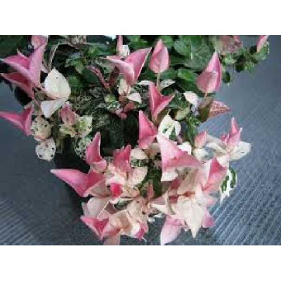 TRACHELOSPERMUM asiaticum Rose