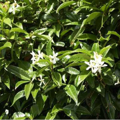 TRACHELOSPERMUM jasminoides