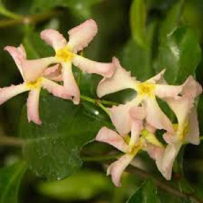 TRACHELOSPERMUM jasminoides Pink shower