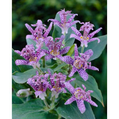 TRICYRTIS  Blaue