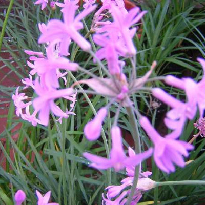 TULBACHIA violacea