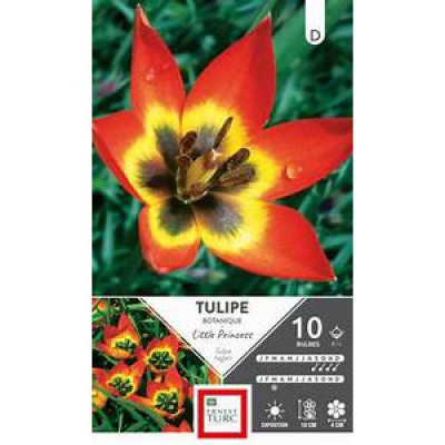 TULIPE SPECIES LITTLE PRINCESS6/X10  D TURC