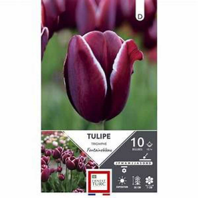 TULIPE TRIOMPHE FONTAINEBLEA12/+X10  D TURC