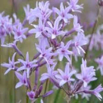 TULBACHIA violacea Dark star®