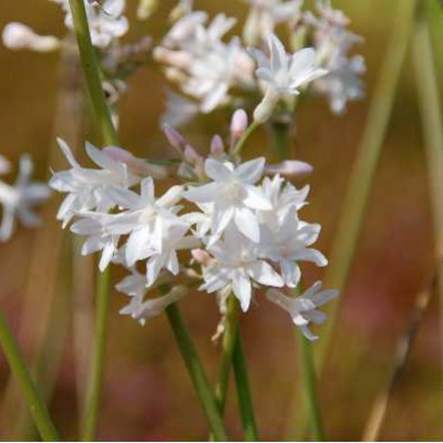 TULBACHIA violacea Blanc