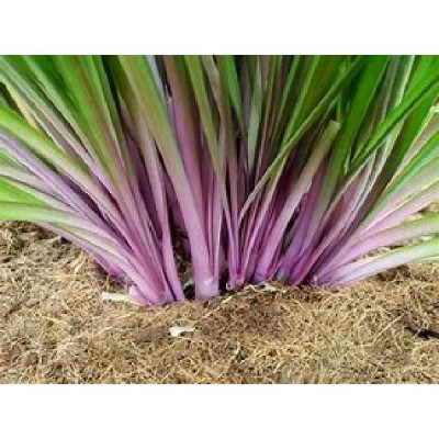 TULBACHIA violacea Flamingo