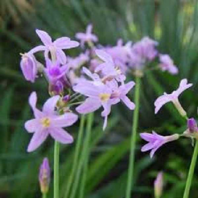 TULBACHIA violacea Kilimanjaro