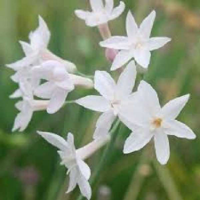 TULBACHIA violacea Pearl blanc