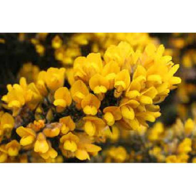 ULEX europeus