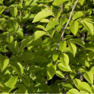ULMUS resista ® Sapporo gold