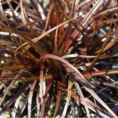 UNCINIA rubra