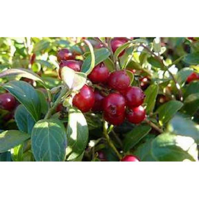 VACCINIUM myrtillus macrocarpon Steven