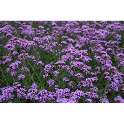 VERVEINE bonariensis Lollipop®