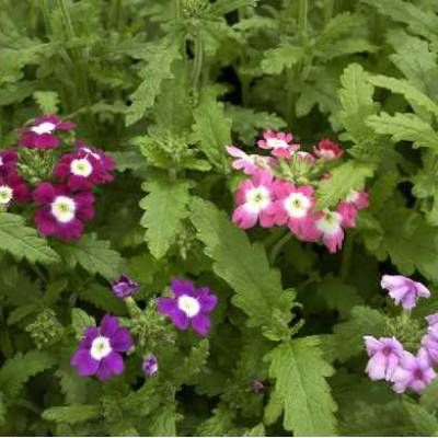 VERVEINE droite