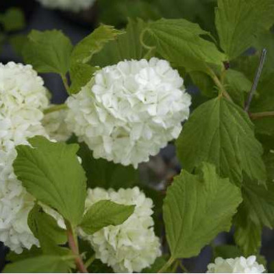 VIBURNUM opulus Roseum