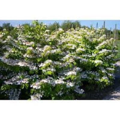 VIBURNUM plicatum Lanarth