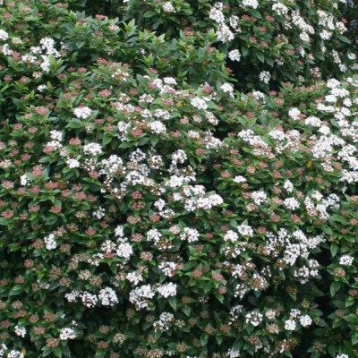 VIBURNUM tinus Eve price