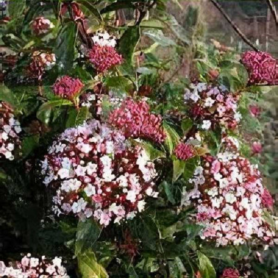 VIBURNUM tinus Ladybird