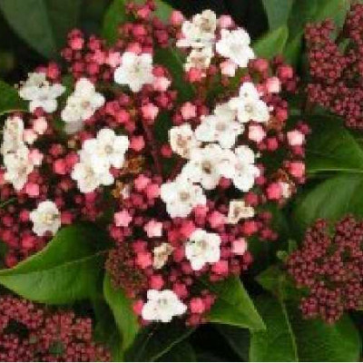 VIBURNUM tinus Quimper
