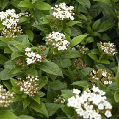 VIBURNUM tinus