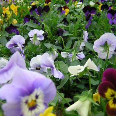VIOLA CORNUTA