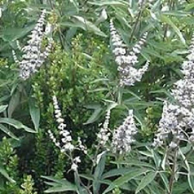 VITEX agnus castus Alba