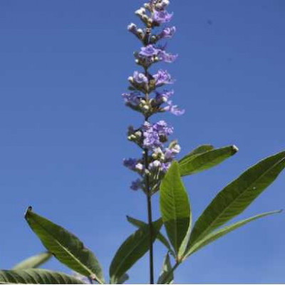 VITEX agnus castus Latifolia