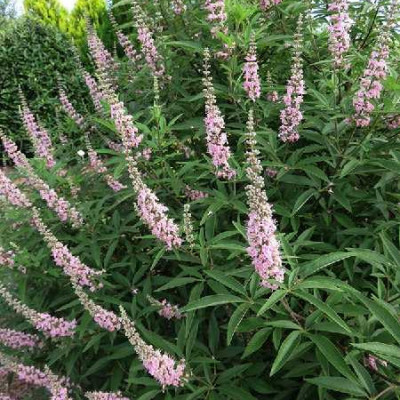 VITEX agnus castus Rose