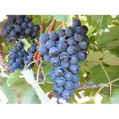 VITIS  Alphonse lavallee