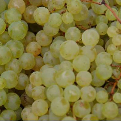 VITIS  Chasselas dore