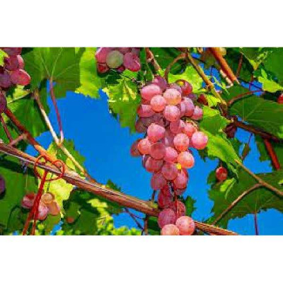 VITIS  Chasselas rose