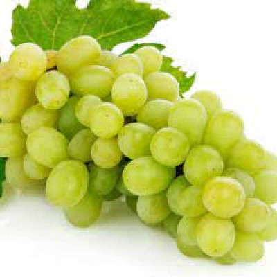VITIS  Exalta