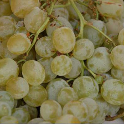 VITIS  Italia