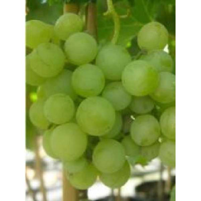 VITIS  Ora