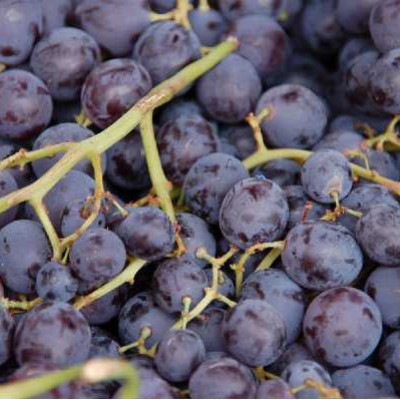 VITIS  Muscat de hambourg