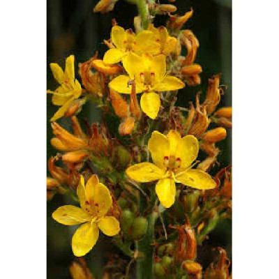 WACHENDORFIA  thyrsiflora